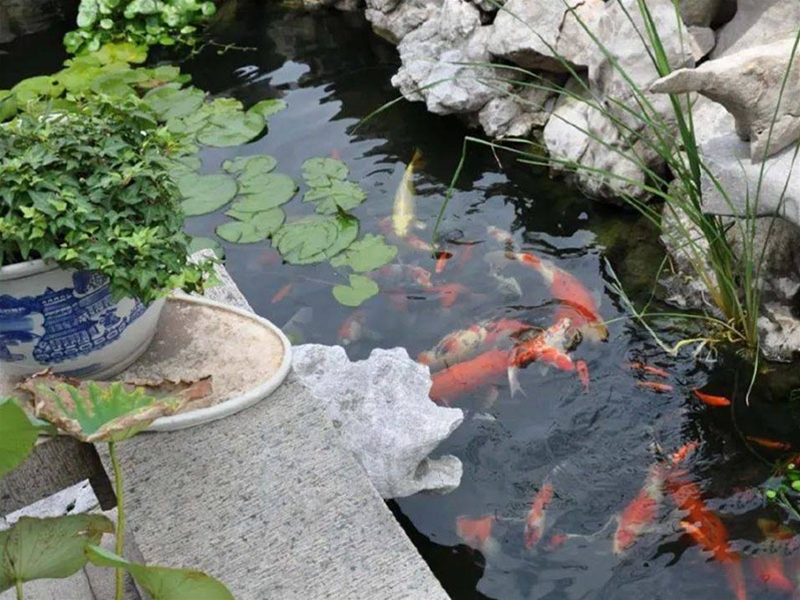 假山锦鲤鱼池